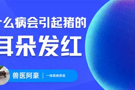 猪耳朵发红发紫，咋回事？一线兽医告诉你原因、问题及解决办法视频封面
