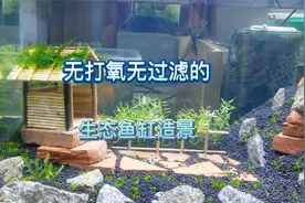 无打氧无过滤的生态鱼缸造景过程，造景材料全靠捡破烂求轻点喷视频封面