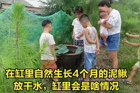 睡莲缸里养30多条泥鳅4个月，阿懒今天倒掉水，看看缸内啥情况？视频封面