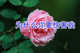 新歌！一首伤感情歌《为什么你要伤害我》旋律凄美忧伤听得泪涟涟