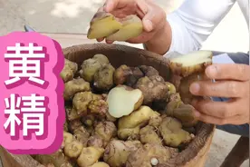 黄精加工方法：不能九蒸九晒那就一蒸一晒吧，其实鲜的煲汤也不错视频封面