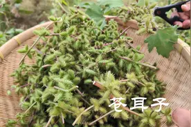路边常见的苍耳子，每年都有收购商，煮水泡脚还是老司机福音视频封面