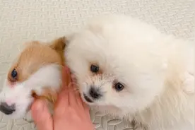 关于我养了两只小狗，但永远只能摸到一只的这件事！视频封面