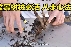 盆景树桩必活八步心法，老鸦柿树桩其实很好活，注意修根和封口。视频封面