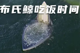 布氏鲸的吃饭时间，它找了一个节省体力的方式，等待鱼儿跳入口中视频封面