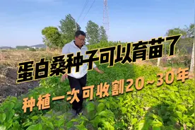 蛋白桑种子可以育苗了，种植一次收割20~30年，养殖用来替代豆粕视频封面