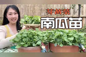 南瓜苗｜吃南瓜时南瓜籽不要扔掉了 #阳台种菜 #三农 #家庭种植视频封面