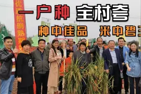 五星品质C两优丝苗全生育期表现视频封面