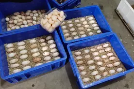 小池养龟：石金钱龟怎么孵化的，有哪些讲究，你知道吗？视频封面