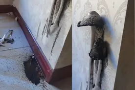 男子发现墙角长出蘑菇直呼太恐怖：一夜之间长出融化成一滩黑水视频封面