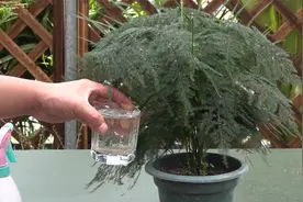 常给文竹喝这种水，新芽多多长势极旺视频封面