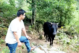 农村小伙养牛创业，14头牛在山谷无故乱窜是何原因？曹哥出手解难视频封面