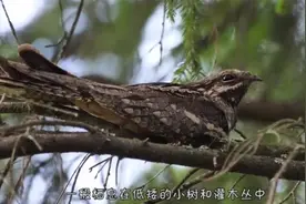 这鸟柔韧度惊人，脖子可旋转360°，骨头“咔咔”作响也不怕！视频封面