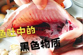 鱼肚子里面的“黑色东西”到底是什么？今天来解开迷惑视频封面