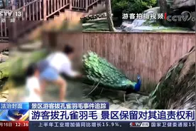 过分!孩子面前拔孔雀羽毛 女子行径恶劣遭谴责 等待她的将是什么?视频封面