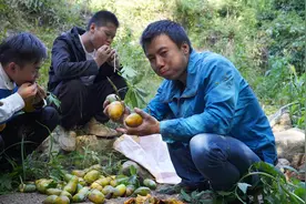 华农兄弟：苦等一个多月，拿藤果终于熟了，边摘边吃