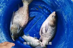 佛山现两条13斤重大缩骨大头鱼，啊甘直接盆下了它们视频封面