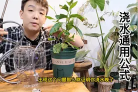 新手必看，教科书级的养花浇水教学，新手怎样给植物浇水视频封面