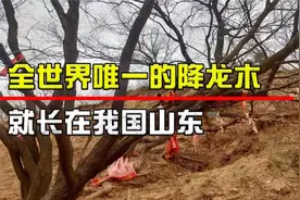 全世界仅存的唯一降龙木，就长在我国山东！日本人曾想花一亿买走视频封面
