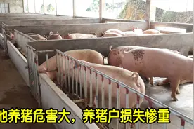 水泥地养猪，容易得“水泥病”，那我们该如何改善这种情况？视频封面