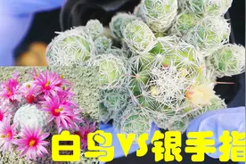 【多肉科普】白鸟VS银手指 你买的白鸟是正宗的白鸟么？