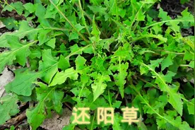 农村常见的野菜“还阳草”，不但可以食用还可以入药，了解一下视频封面