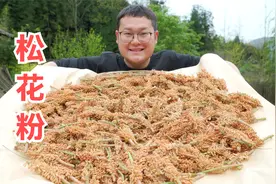100多元一斤的松花粉，究竟是怎么做出来的？摘点回去试试（上）视频封面