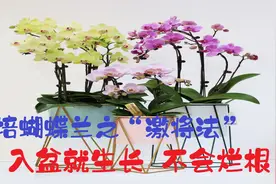 水培蝴蝶兰之“激将法”，操作简单，入盆就生长，不用担心烂根了视频封面