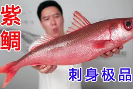 试吃一条红唇烈焰紫鲷鱼，刺身极品，口感幼嫩视频封面