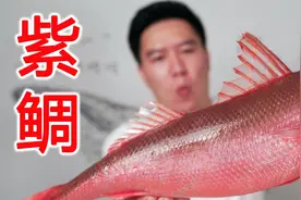 试吃一条红唇烈焰紫鲷鱼，刺身极品，口感幼嫩视频封面