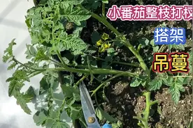 小番茄整枝打杈搭架 吊蔓 第一次尝试搭平顶架种番茄视频封面