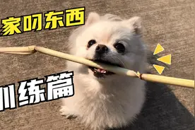 听话的博美会帮你叼东西回家，训练它，只需要两步视频封面