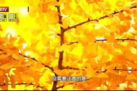 养生堂：银杏叶有什么样的功效呢？专家告诉你视频封面