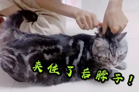 猫咪被主人夹住后脖子以后，一点反应都没有，这是为什么？