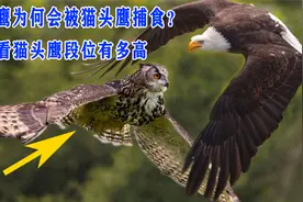 能够猎杀野狼的老鹰，为何会被猫头鹰捕食？看看猫头鹰段位有多高视频封面