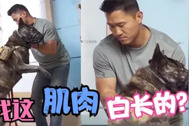 狼般大小的珍岛犬被训犬师一把提到半空，虽然被连续压制但不屈服