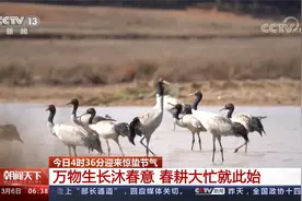 今日4时36分迎来惊蛰节气 万物生长沐春意 春耕大忙就此始视频封面