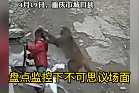 监控下不可思议场面，小女孩被猴子抓走，男孩被父亲狂揍不还手视频封面