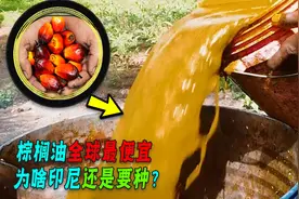 印尼禁出口棕榈油，为啥中国食用油反涨价？真被“卡脖子”了？视频封面