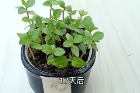 辣椒种子种植的全过程原来这么简单，进来手把手教会你视频封面