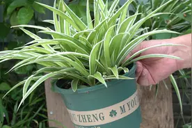 为啥吊兰叶子总倒塌折断，就因为你不知道这3点视频封面