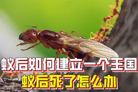一个蚁后是如何建立一个王国的？蚁后死了怎么办，王国会覆亡吗？视频封面