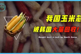玉米芯能吃？韩国每年从我国低价进口大量玉米芯，干什么用？视频封面