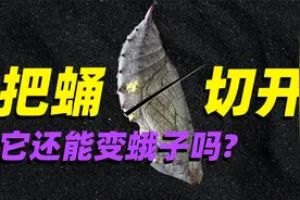 【意外实验】蛹的里面发生了什么? 中途把它切开它还能变蛾子吗视频封面