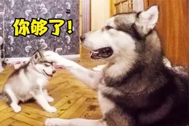 主人把刚满月的二哈单独留在家里，会发生什么？狗爸都受不了了视频封面