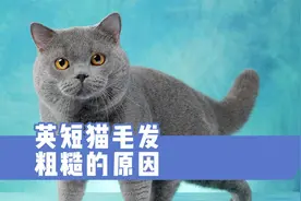 英短猫毛发粗糙的原因，该怎么办？视频封面