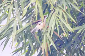 好多灰头鸦雀在竹林吃什么呢？一群有几十只，附近有红嘴蓝鹊叫声