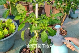 辣椒卷叶开花不结果，只需用它喷辣椒吃不完，老公呼后悔知道太晚视频封面