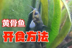 黄骨鱼吃什么食物？黄颡鱼鱼缸养殖方法，嘎牙鱼不吃食原因与开食