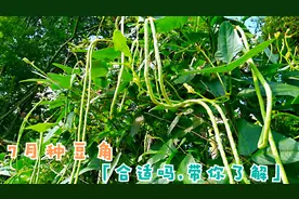 七月了，什么时候种植晚豆角为好呢？马上揭秘，农民过来看视频封面